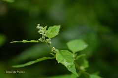 Chenopodium album